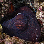 Octopus cyanea